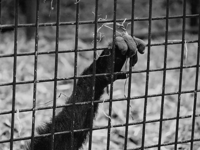 Hand of an ape grabbing a cage